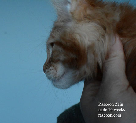 Rascoon Zein male 10 weeks