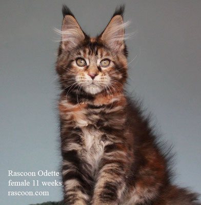 Rascoon Odette female 11 weeks