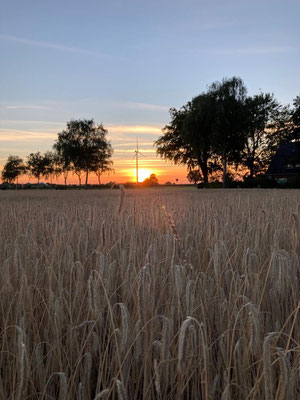 Hof Meyer Oldendorf, Naturaufnahme, Feld und Wiese
