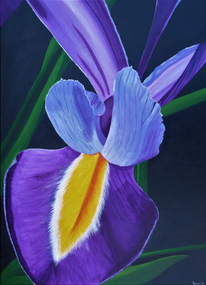 Blauwe Iris (Vernon Hyde), 2019  50x70 