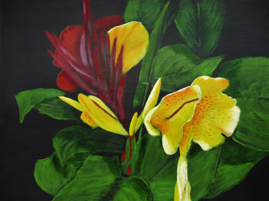 Canna, 2014  40x50