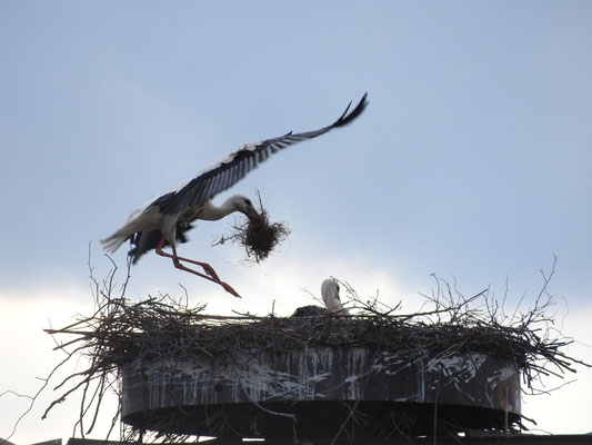 Foto: Louis Daab - Klinger Storch beim Nestbau