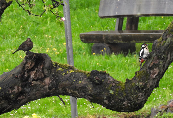 Foto: Klara Nagel - Nieder-Klingen, Heringer Straße: Amsel und Buntspecht gemeinsam auf einem Apfelbaum