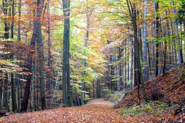 Foto: Tanja Keßler - Herbst im Märkerwald
