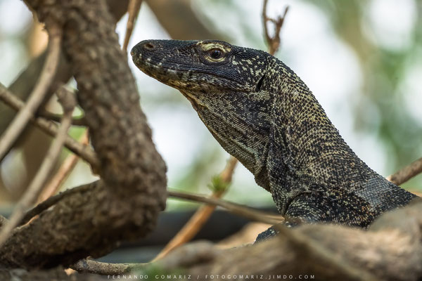 Dragón de Komodo / Komodo dragon (Varanus komodoensis). Rinca Island. Komodo National Park. Nusa Tenggara. Indonesia 2018