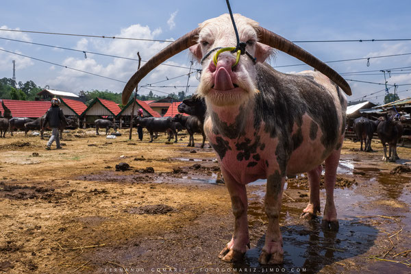 Mercado de búfalos / Buffalos market. Pasar Bolu. Tana Toraja. Sulawesi. Indonesia 2018