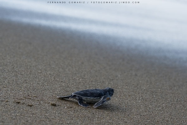 Tortuga verde / Green turtle (Chelonia mydas). Sukamade. Meru Betiri National Park. Indonesia 2018.