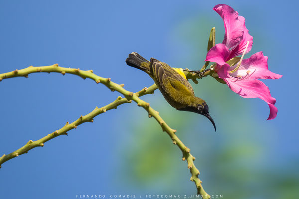 Aves del jardín / Birds of the garden. Labuanbajo. Flores. Nusa Tenggara. Indonesia 2018