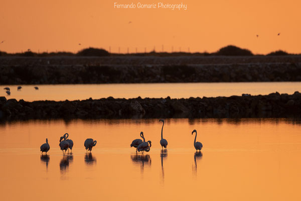 Grupo de flamencos família de Rosita