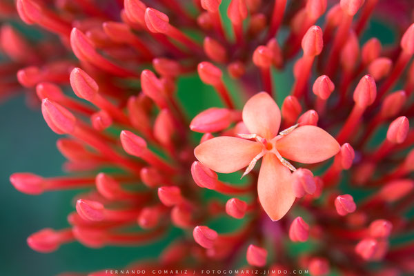 Detalle vegetal / Plant detail. Kalibaru forest. Indonesia 2018