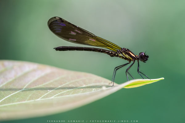Libélula / Dragon-fly. Bosque de los Monos / Monkeys forest. Ubud. Bali. Indonesia 2018