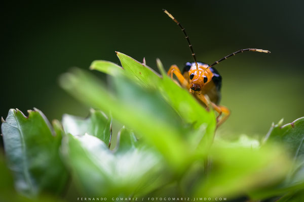 Insecto / Insect. Tana Toraja. Sulawesi. Indonesia 2018