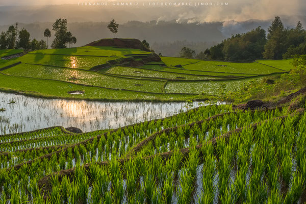 Atardecer / Sunset. Arrozales en cascada / Paddy rice fields. Limbong. Tana Toraja. Sulawesi. Indonesia 2018