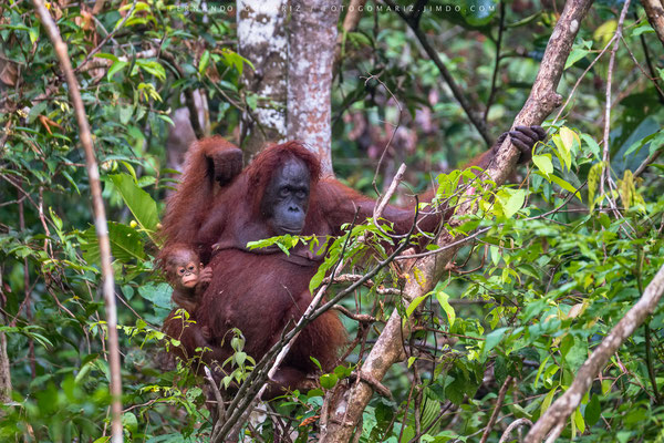 Orangutan family (Pongo pygmaeus). Tanjung Puting National Park. Kalimantan. Borneo. Indonesia 2018