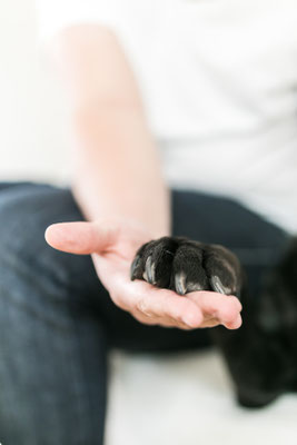 Hundefotografie -Tatzen / Pfoten
