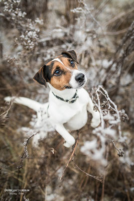 Hundefotografie