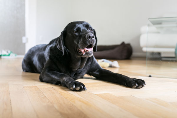 Hundefotografie -alter Labrador
