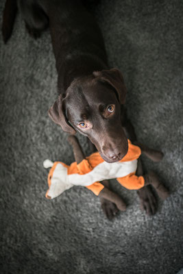Hundefotografie -Labrador