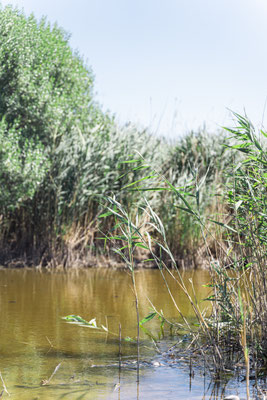 bienvenue en camargue
