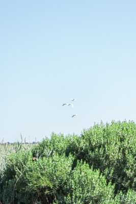 Week-end en Camargue