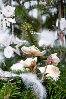 Foto: Claudia Timmann - Weihnachtsbaum 2017