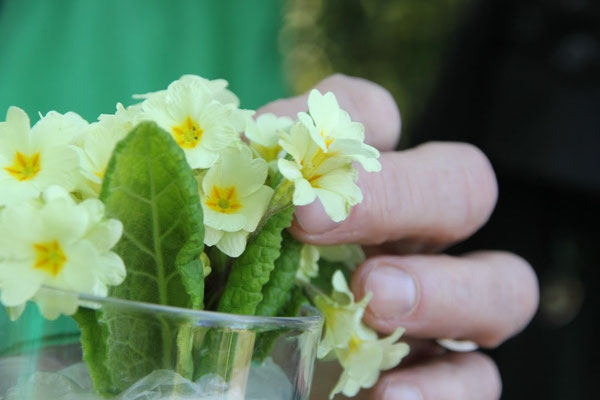 Foto: Petra Schweim - Bei dieser ganz besonderen Primula handelt es sich um eine 'hose-in-hose', sie bildet über den ersten Kelch eine weitere Blüte. 