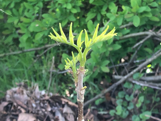 Bienenbaum - Euodia hupehensis