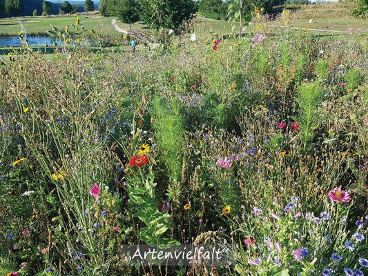 VISUELL VORGESTELLT IN BARGTEHEIDE- "DER GARTEN 2020 LEBT"