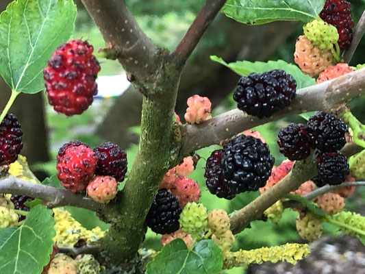 Schwarze Maulbeere - Morus nigra - Maulbeergewächse (Moraceae) 