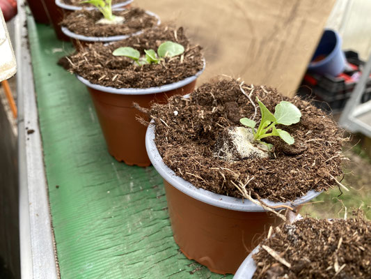  Fertig, der Frühling kann jetzt kommen. Foto: Petra Schweim