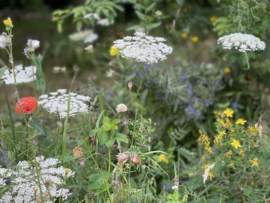 Foto: Petra Schweim - Juli 2021 auf dem Appelbarg - Wilde Möhre (Daucus carota) 