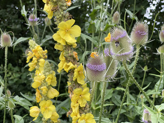 Foto: Petra Schweim - Juli 2021 auf dem Appelbarg - Wilde Karde (Dipsacus fullonum)