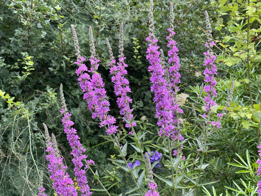 Foto: Petra Schweim - Juli 2021 auf dem Appelbarg - Gewöhnlicher Blutweiderich (Lythrum salicaria) 