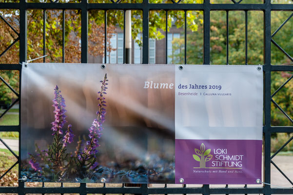 Foto: Hans Weber - Blume des Jahres 2019 in Planten un Blomem der Loki Schmidt Stiftung