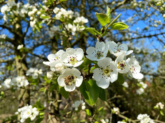 Holz- Wildbirne - Pyrus pyraster 