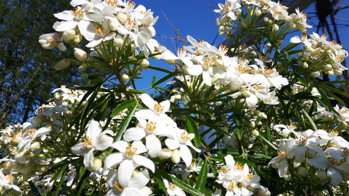 Prunkspiere - Exochorda macrantha 'The Bride'