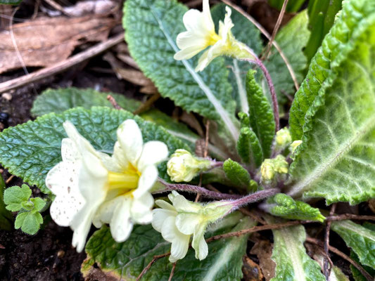 Foto: Petra Schweim - Bei dieser ganz besonderen Primula handelt es sich um eine 'hose-in-hose', sie bildet über den ersten Kelch eine weitere Blüte. 