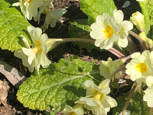 Foto: Petra Schweim - Bei dieser ganz besonderen Primula handelt es sich um eine 'hose-in-hose', sie bildet über den ersten Kelch eine weitere Blüte. 