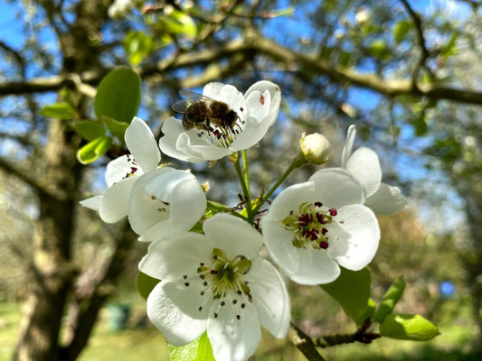 Mispel - Mespilus germanica