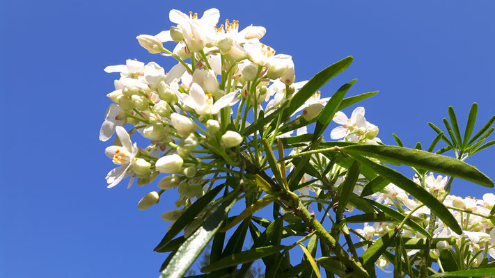 Prunkspiere - Exochorda macrantha 'The Bride'