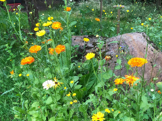 Wie aus dem Bauerngarten oder in diesem Fall #Appelbarg gepflückten Blumen gehören zum aktuellen Sommertrend "heimische Ländlichkeit". Fotos: Petra Schweim - Impression: John Langley - Ort: #Appelbarg