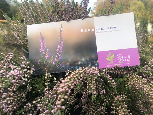 Blume des Jahres 2019 - Besenheide Calluna vulgaris