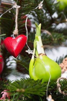 Foto: Claudia Timmann - Weihnachtsbaum 2017