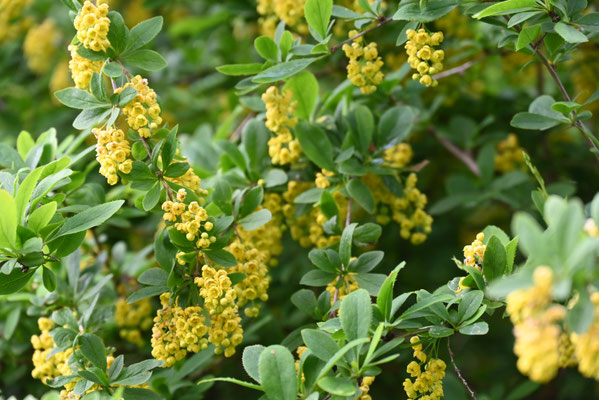 Berberitze (Berberis vulgaris