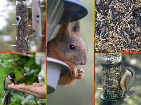 VISUELL VORGESTELLT IN BARGTEHEIDE- "DER GARTEN 2020 LEBT"