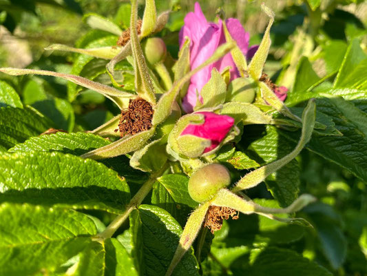 Wie aus dem Bauerngarten oder in diesem Fall #Appelbarg gepflückten Blumen gehören zum aktuellen Sommertrend "heimische Ländlichkeit". Fotos: Petra Schweim - Impression: John Langley - Ort: #Appelbarg