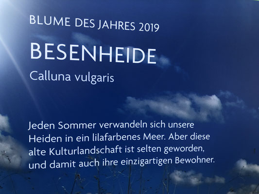 Blume des Jahres 2019 - Besenheide Calluna vulgaris