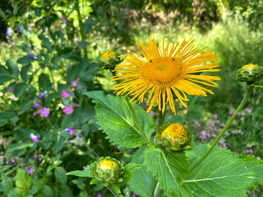 Gämswurzen (Doronicum) Korbblütler (Asteraceae)