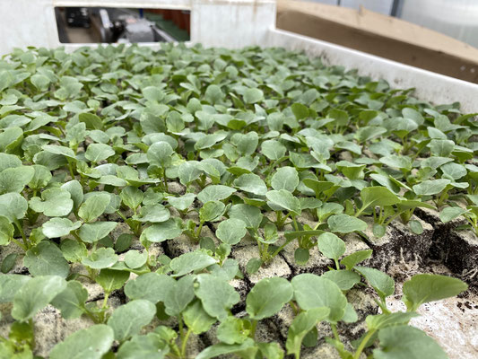  Juniorbotanik sind zum maschinellen Topfen bereit. Foto: Petra Schweim