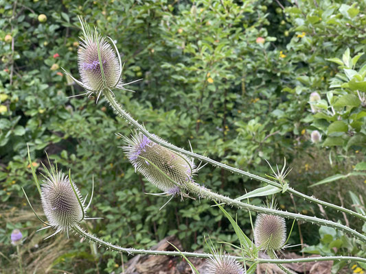 Foto: Petra Schweim - Juli 2021 auf dem Appelbarg - Wilde Karde (Dipsacus fullonum)